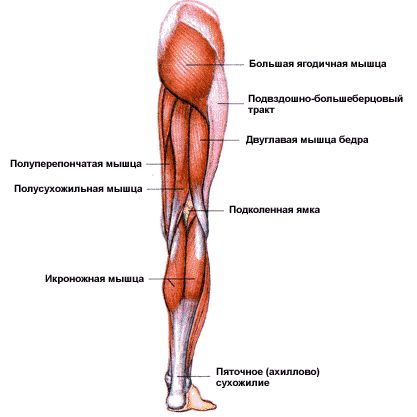 Когда болят мышцы и суставы что делать как лечить Когда болят мышцы и суставы что делать как лечить
